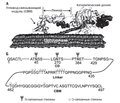 Polysaccharide-degrading enzymes as agents dispersing bacterial biofilms