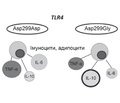 The role of single nucleotide polymorphism TLR4 in the development of the non-alcoholic fatty liver disease in children