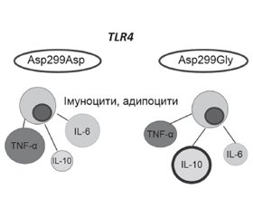 Роль однонуклеотидного поліморфізму TLR4 у розвитку неалкогольної жирової хвороби печінки в дітей
