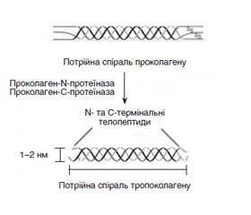Рівні маркерів метаболізму кісткової тканини (N-термінального пропептиду проколагену I типу та β-термінального телопептиду колагену I типу) в жителів Українизалежно від статі та віку