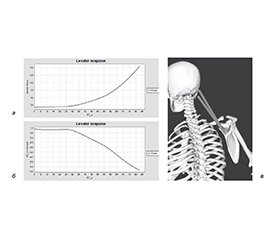 Моделювання роботи м’язів лопатки при згинанні верхньої кінцівки в плечовому суглобі
