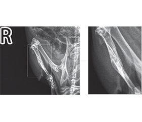 Вивчення комбінованої дії модулюючих факторів на репаративний остеогенез