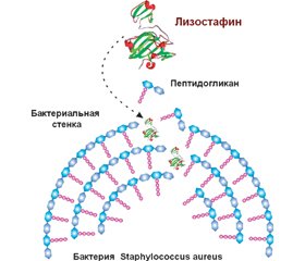 Протеазы, деградирующие биопленочный матрикс