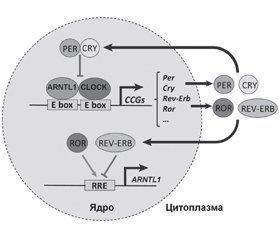 Регуляція вмісту мікроРНК. Частина 3. Циркадні механізми. Однонуклеотидні поліморфізми генів мікроРНК