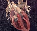 Руководство по диагностике и лечению гипертрофической кардиомиопатии: отчет рабочей группы Американского общества кардиологии/Американской ассоциации кардиологов (ACCF/AHA) по разработке практических рекомендаций — 2011